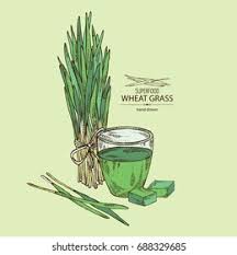Wheatgrass